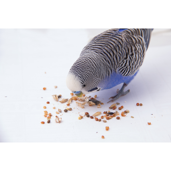 クミタス 読み物 鳥餌とアレルギー