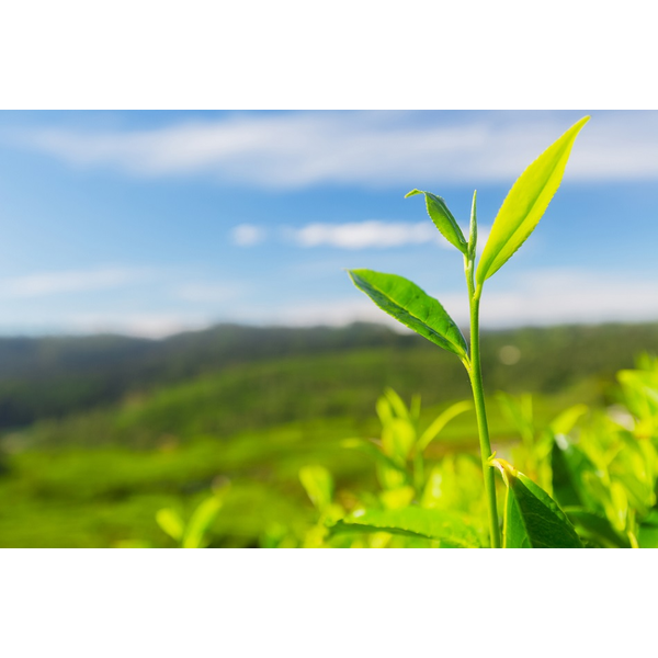 クミタス 読み物 昆虫 節足動物との接触 刺咬 吸血による皮膚症状